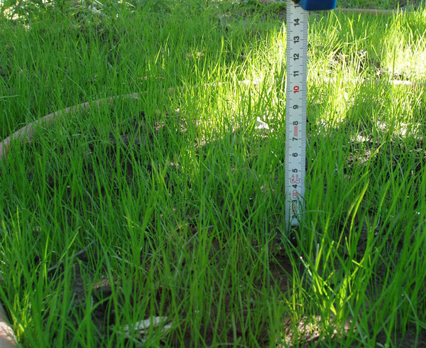 trávnikový koberec grasstex po aplikácií