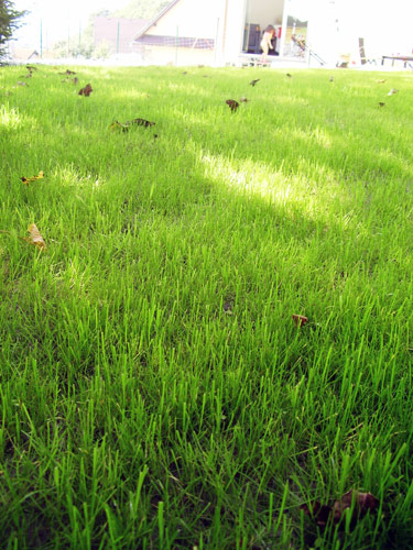 trávnikový koberec grasstex po aplikácií