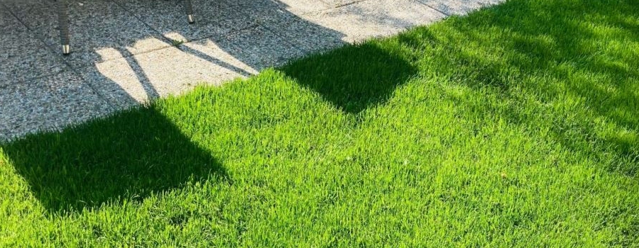 hotový trávnikový koberec grasstex u zákazník