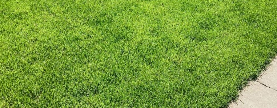 hotový trávnikový koberec grasstex u zákazník 3