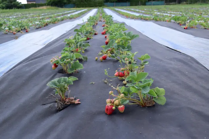 Netkaná fólia pod jahody
