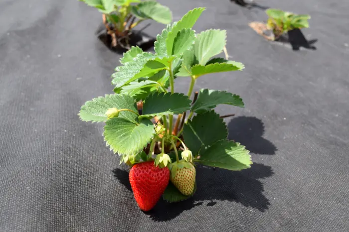 Zahradná textília a skorý rast