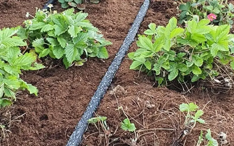 Podpovrchové uloženie priesakovej hadice v záhone