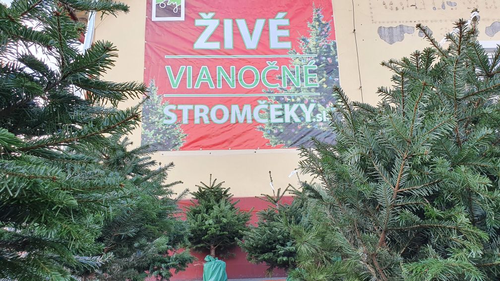 Kde zakúpiť živý vianočný stromček? Predaj v Žiline a online s doručením domov