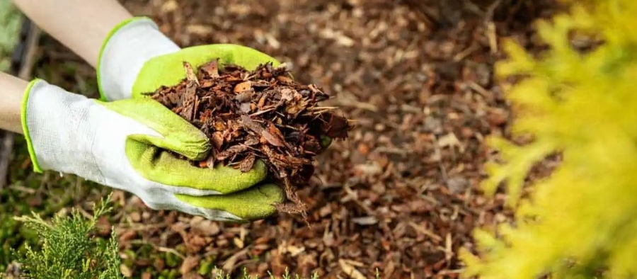 mulčovacia kôra na ochranu pred chladom