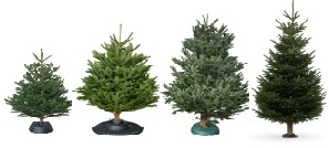 Živé vianočné stromčeky