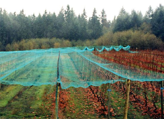 Sieťka proti vtákom zelená 10g/m2 | 4x20m