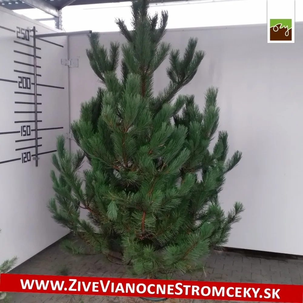 Živý vianočný stromček - Borovica čierna 210 - 250cm