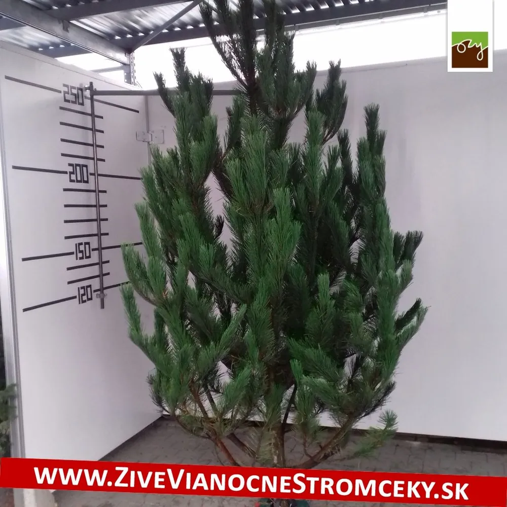 Živý vianočný stromček - Borovica čierna 210 - 250cm