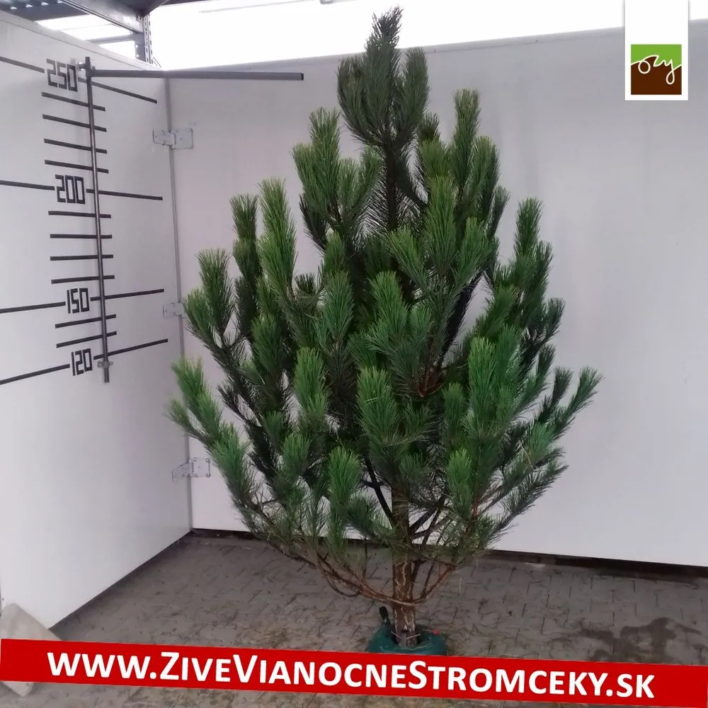 Živý vianočný stromček - Borovica čierna 210 - 250cm