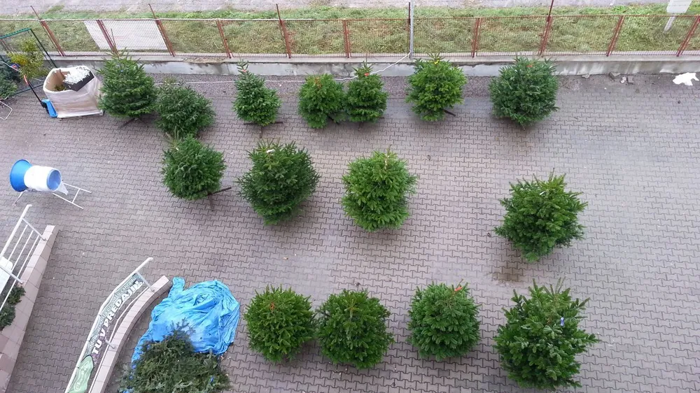 Živý vianočný stromček - Normandská Jedľa EXCLUSIVE výška 300 - 400cm