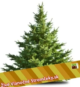 Živý vianočný stromček - Normandská Jedľa EXCLUSIVE výška 300 - 400cm