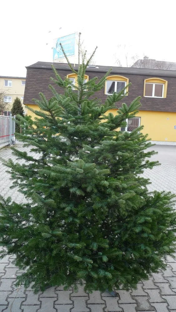 Živý vianočný stromček - Normandská Jedľa EXCLUSIVE výška 500 - 600cm