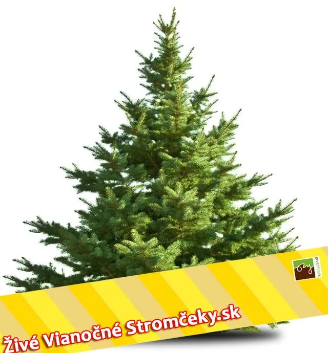 Živý vianočný stromček - Normandská Jedľa EXCLUSIVE výška 500 - 600cm