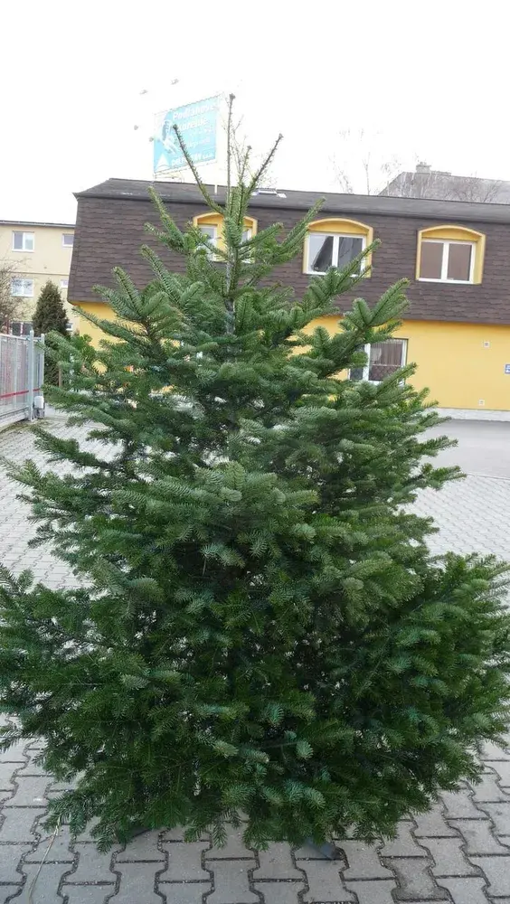 Živý vianočný stromček - Normandská Jedľa A-Kategórie výška 300 - 400cm