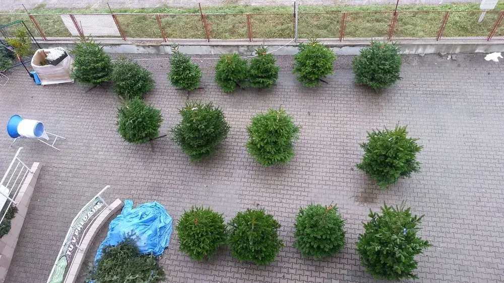 Živý vianočný stromček - Normandská Jedľa A-Kategórie výška 300 - 400cm