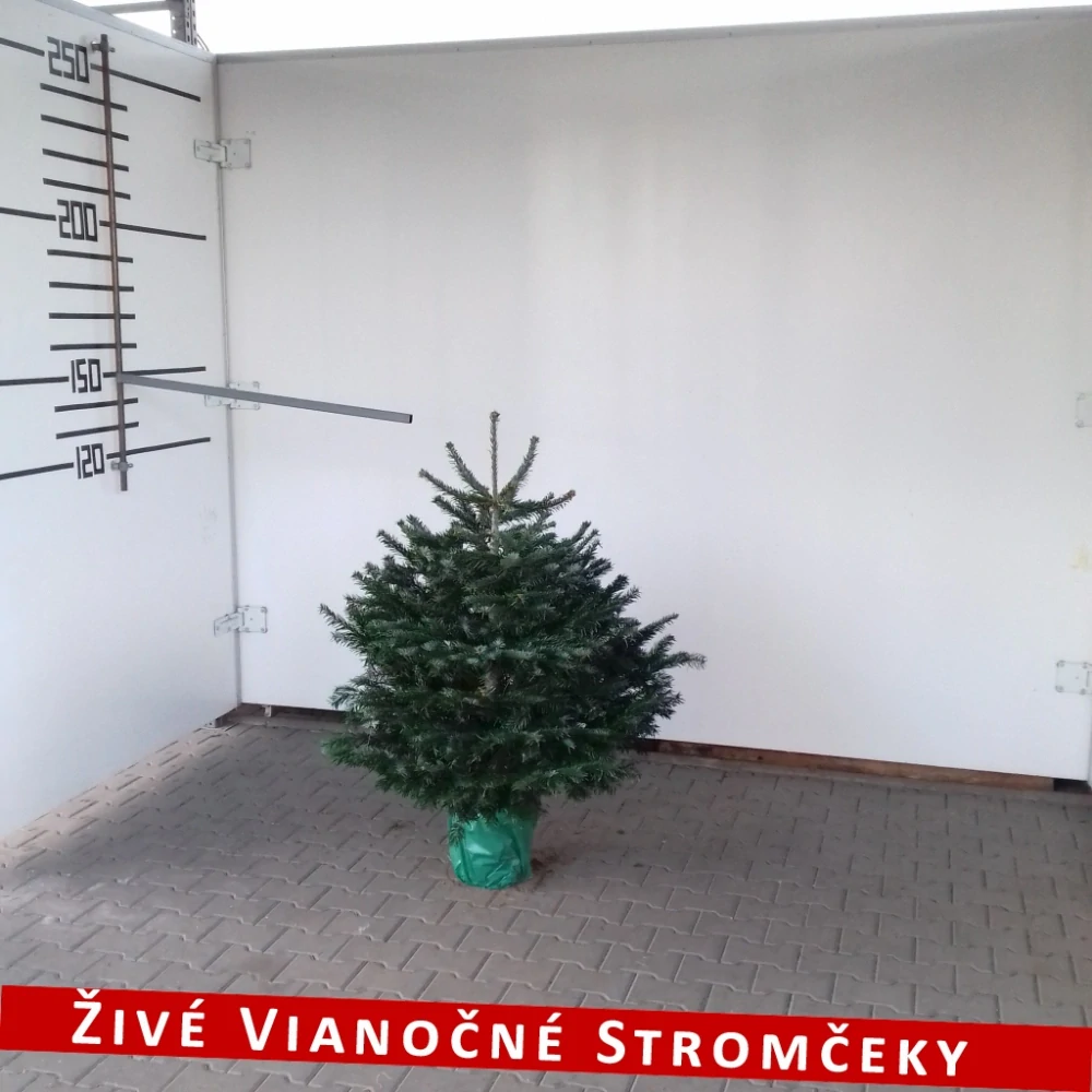 Živá vianočná jedľa pestovaná v kvetináči 125 - 150cm