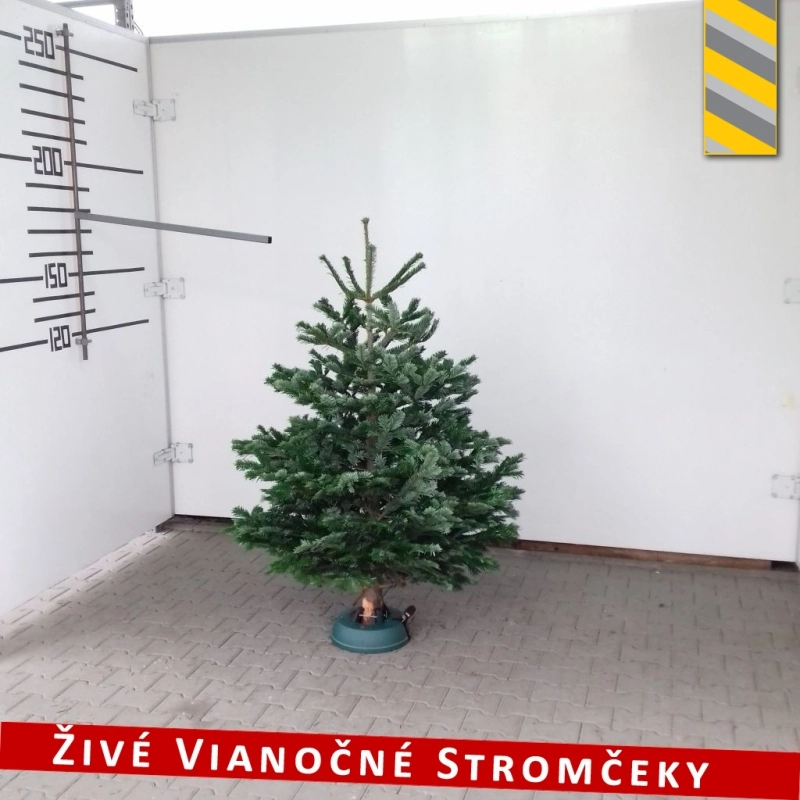 Živý vianočný stromček - Normandská Jedľa B-Kategórie výška 150 - 175cm
