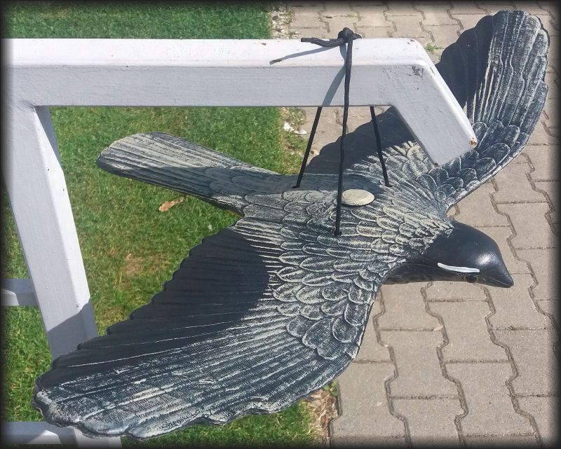 Maketa dravca - Lietajúci jastrab tmavý