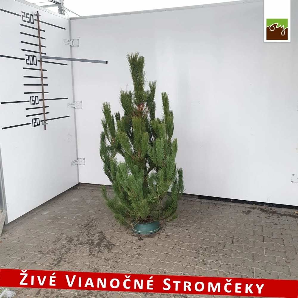 Živý vianočný stromček - Borovica čierna 180 - 210cm