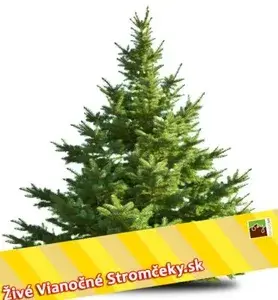 Živý vianočný stromček - Normandská Jedľa A-Kategórie výška 400 - 500cm