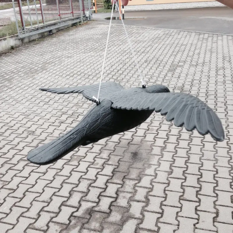 Lietajúci Havran - plašič drobného vtáctva