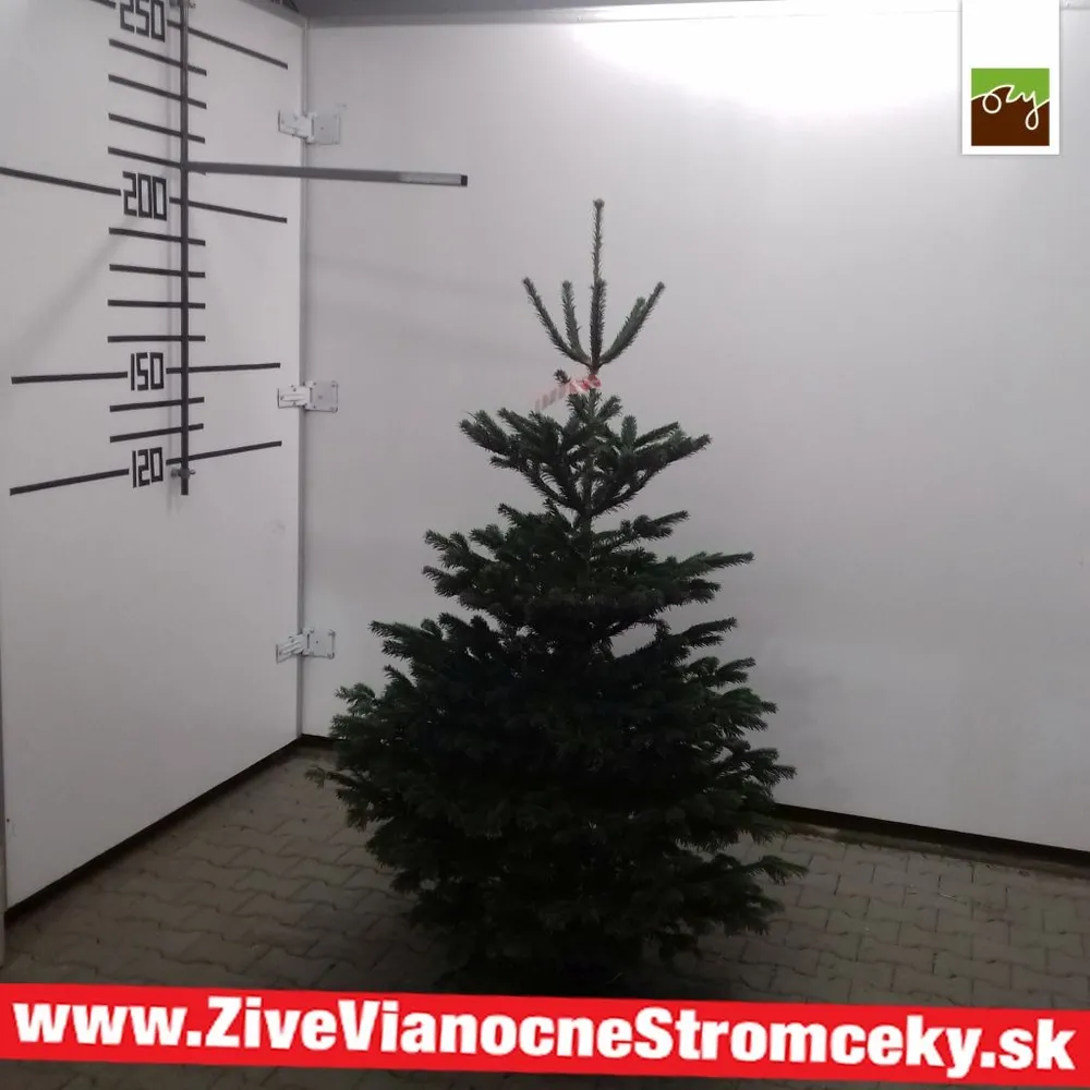Živý vianočný stromček - Normandská Jedľa B-Kategórie výška 175 - 200cm