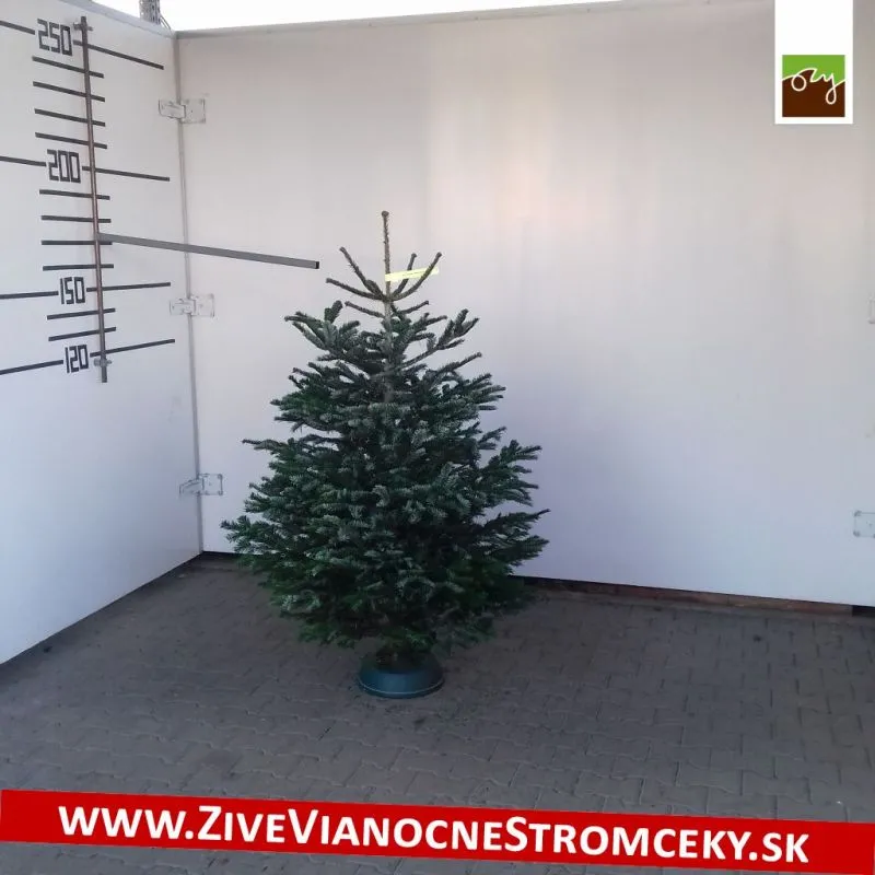 Živý vianočný stromček - Normandská Jedľa A-Kategórie výška 150 - 175cm