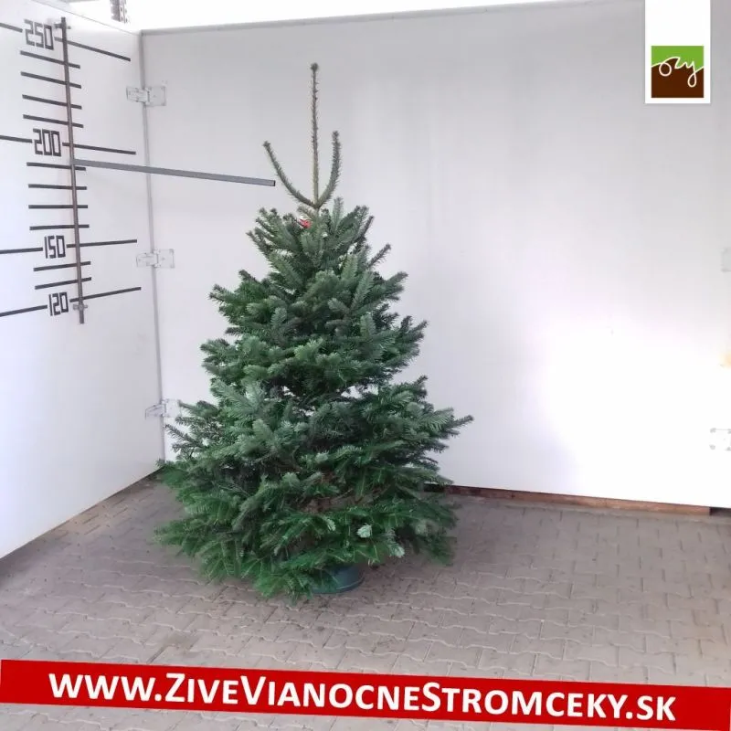 Živý vianočný stromček - Normandská Jedľa A-Kategórie výška 175 - 200cm