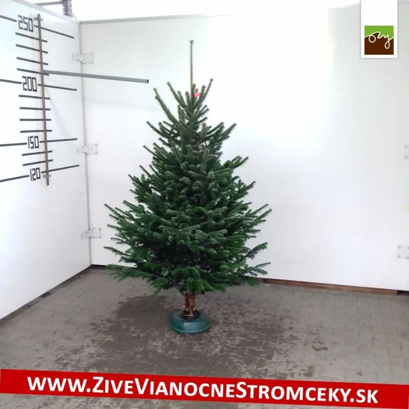 Živý vianočný stromček - Normandská Jedľa A-Kategórie výška 200 - 225cm