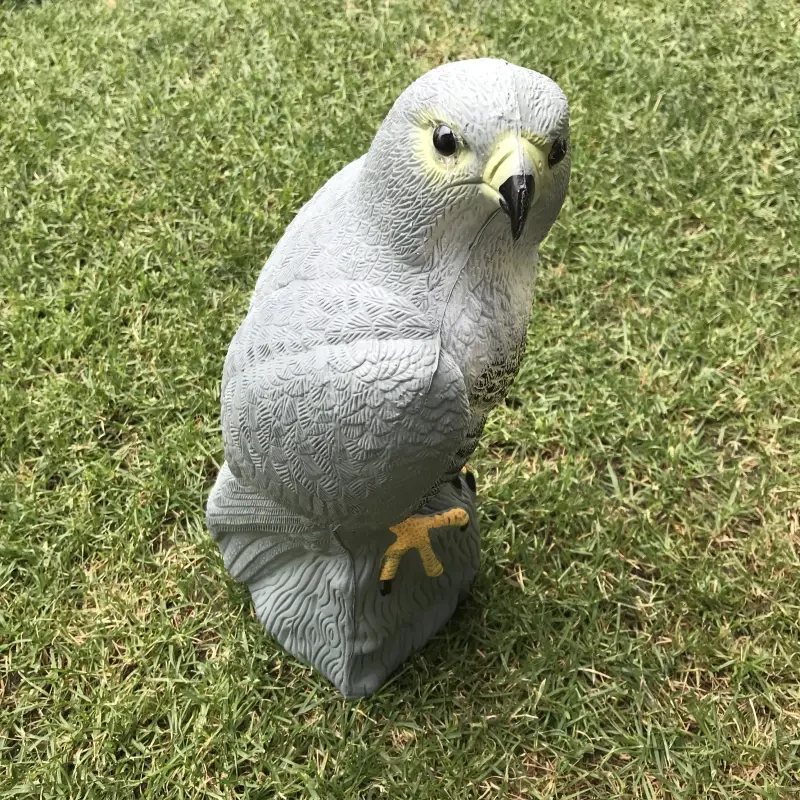 Maketa dravca - Jastrab