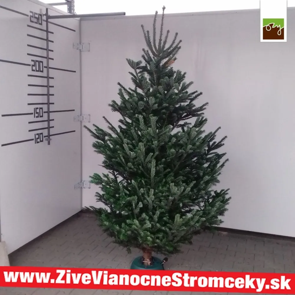 Živý vianočný stromček - Normandská Jedľa A-Kategórie výška 225 - 250cm