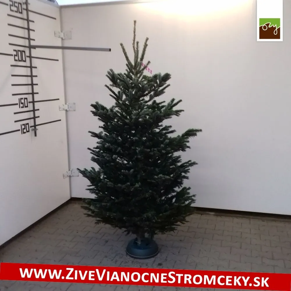 Živý vianočný stromček - Normandská Jedľa B-Kategórie výška 200 - 225cm