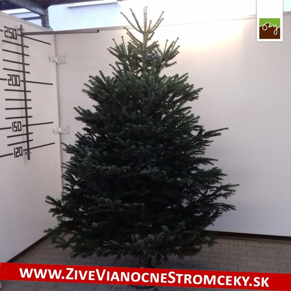 Živý vianočný stromček - Normandská Jedľa A-Kategórie výška 250 - 275cm