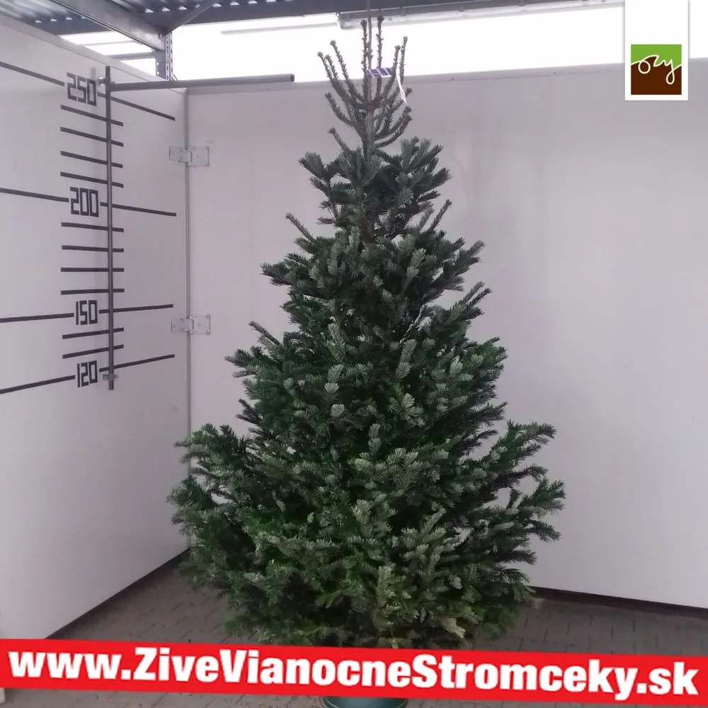 Živý vianočný stromček - Normandská Jedľa B-Kategórie výška 250 - 275cm