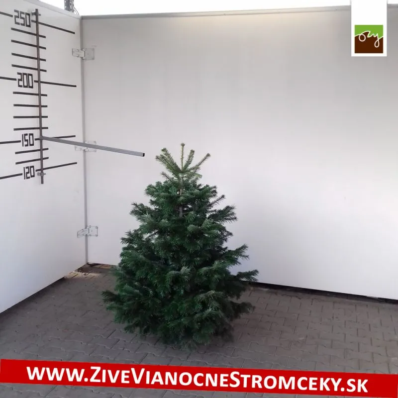 Živý vianočný stromček - Normandská Jedľa A-Kategórie výška 125 - 150cm