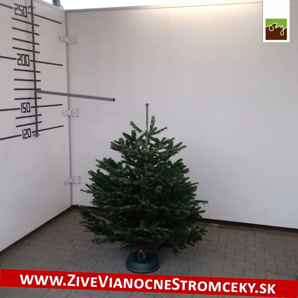 Živý vianočný stromček - Normandská Jedľa B-Kategórie výška 125 - 150cm