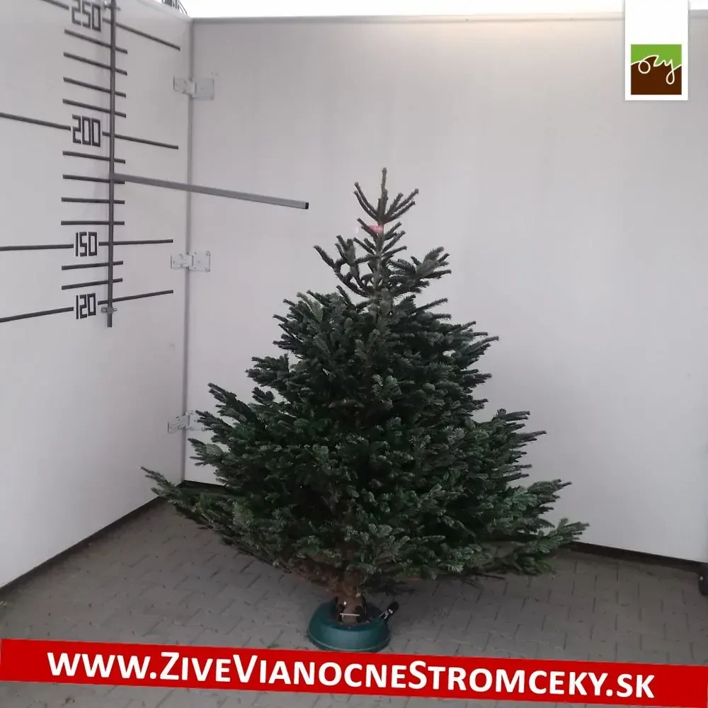 Živý vianočný stromček - Normandská Jedľa EXCLUSIVE výška 175 - 200cm