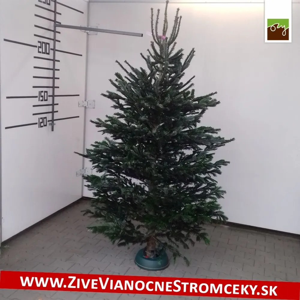 Živý vianočný stromček - Normandská Jedľa EXCLUSIVE výška 200 - 225cm