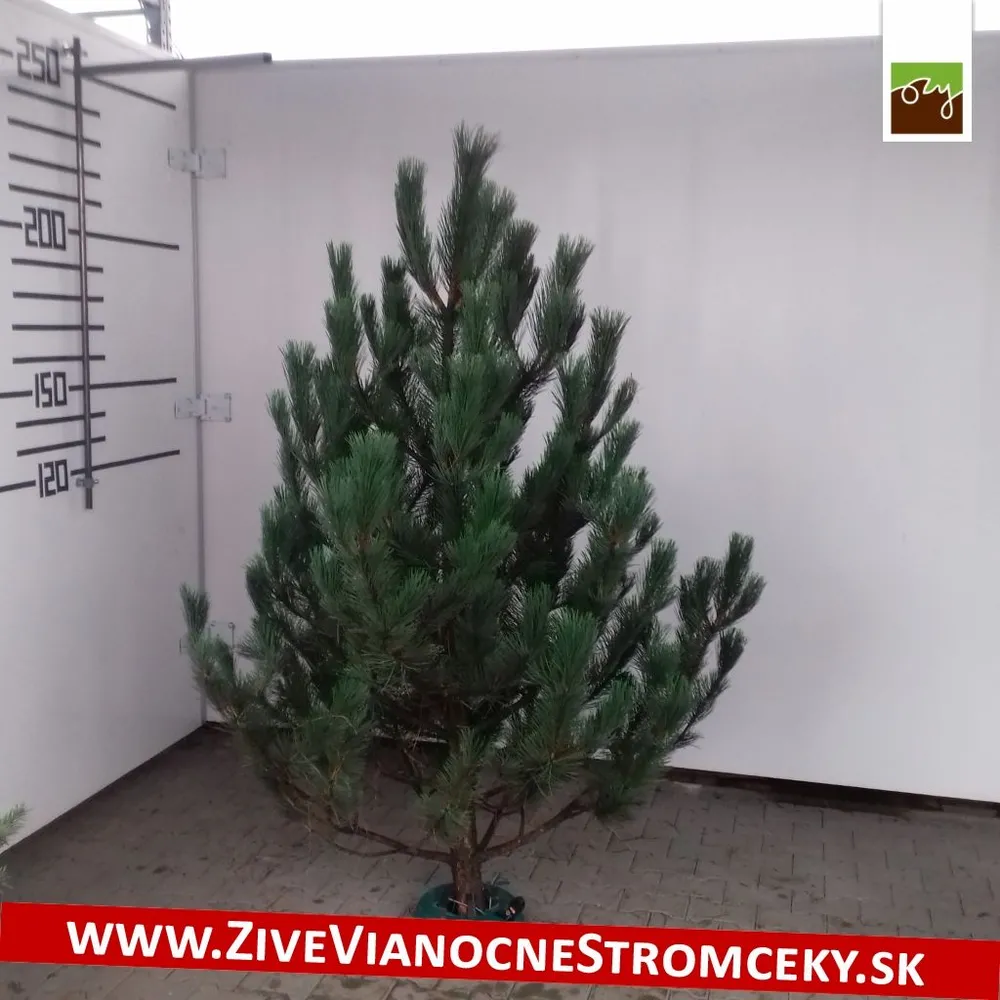 Živý vianočný stromček - Borovica čierna 150 - 180cm