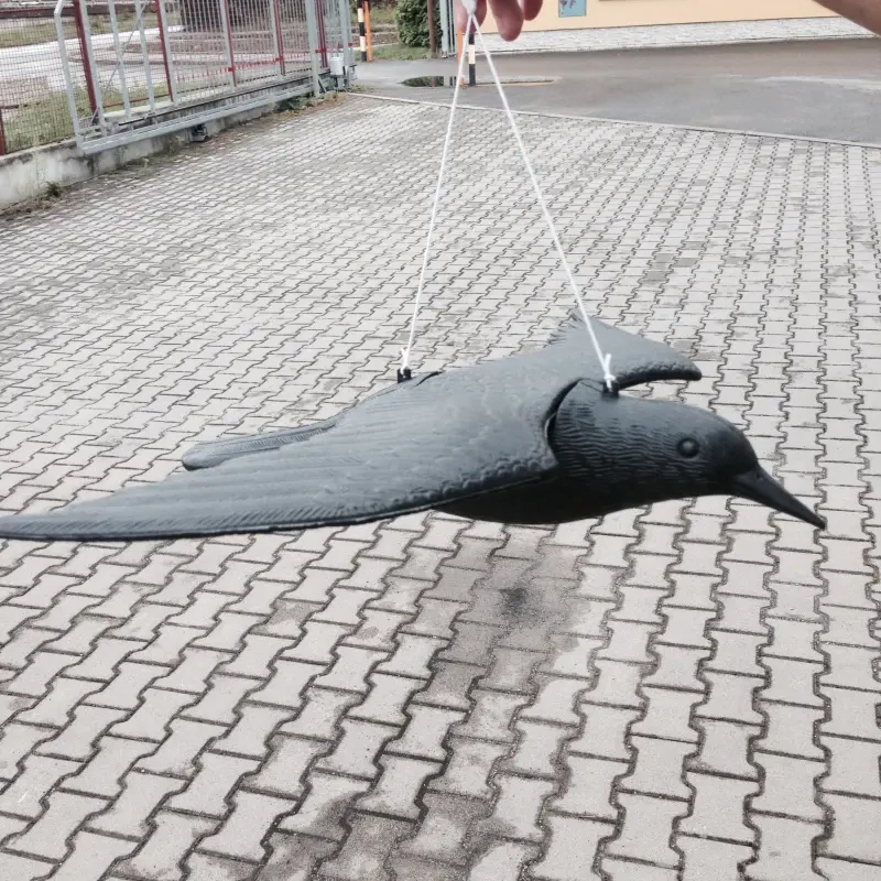 Lietajúci Havran - plašič drobného vtáctva