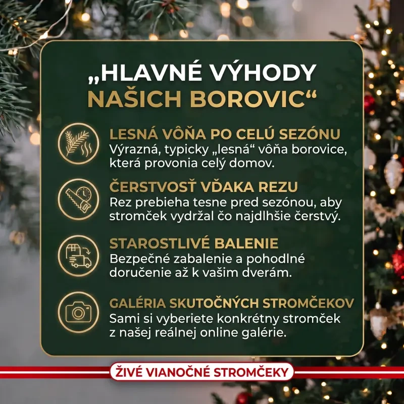 Výhody živé vianočné stromčeky