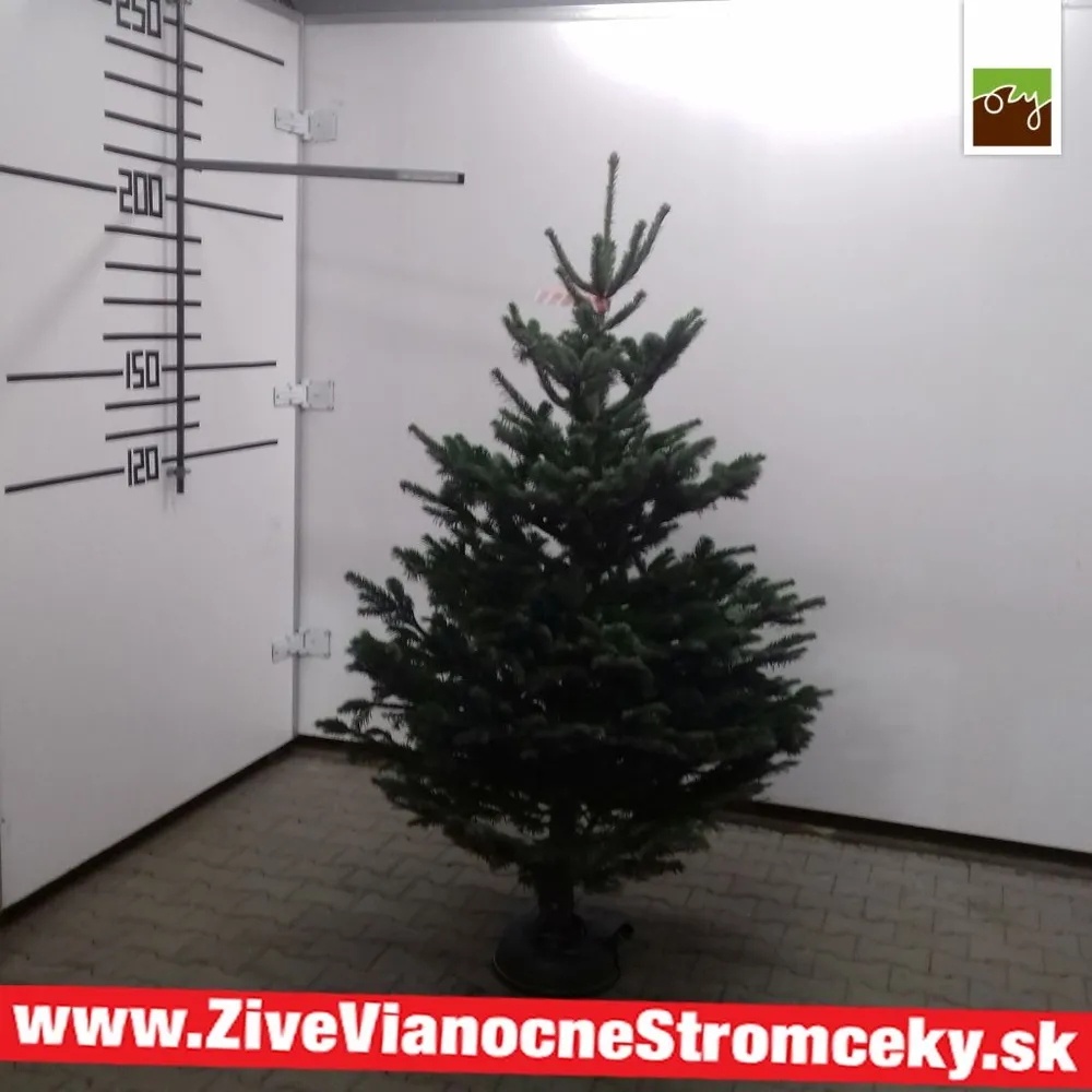 Živý vianočný stromček - Normandská Jedľa B-Kategórie výška 175 - 200cm
