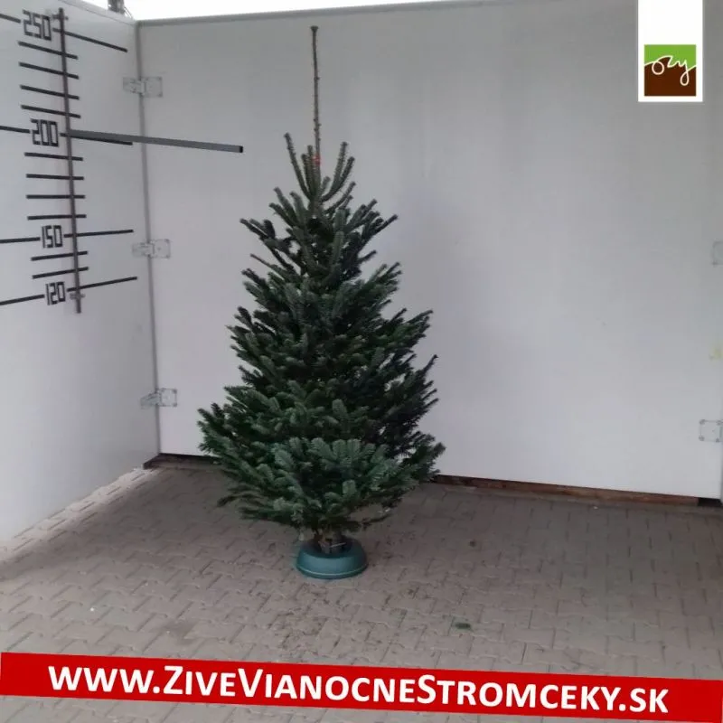 Živý vianočný stromček - Normandská Jedľa A-Kategórie výška 175 - 200cm