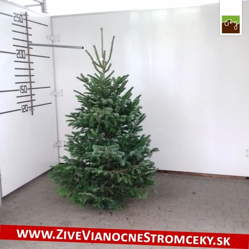 Živý vianočný stromček - Normandská Jedľa A-Kategórie výška 200 - 225cm