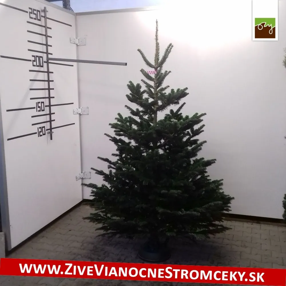 Živý vianočný stromček - Normandská Jedľa B-Kategórie výška 200 - 225cm