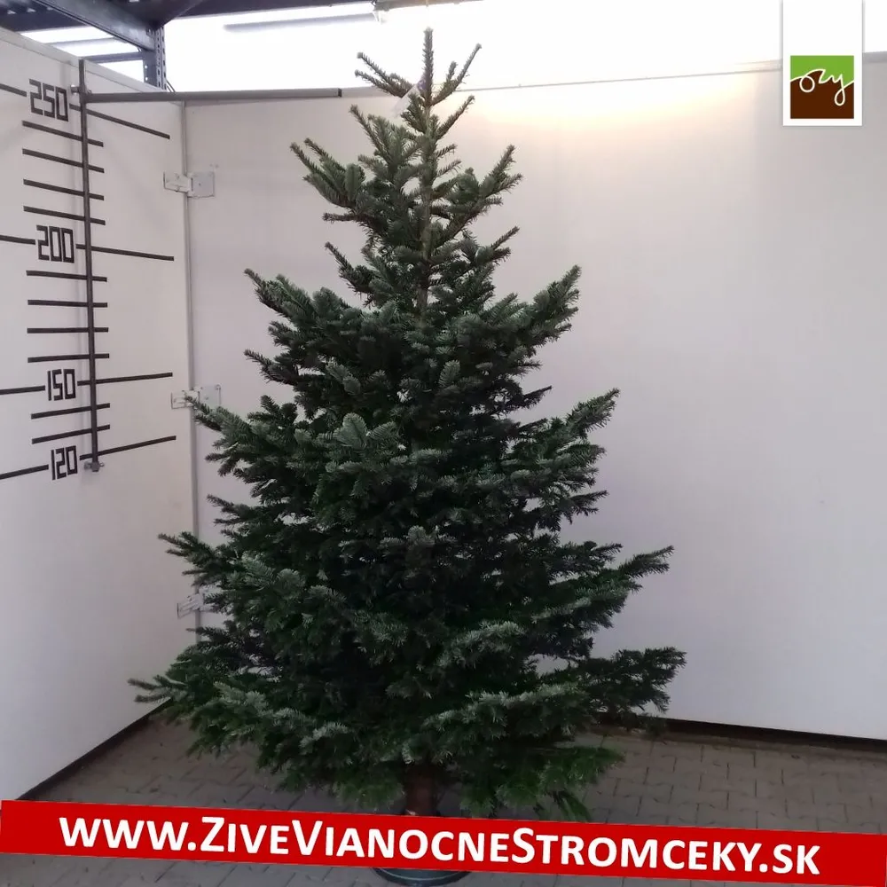 Živý vianočný stromček - Normandská Jedľa A-Kategórie výška 250 - 275cm