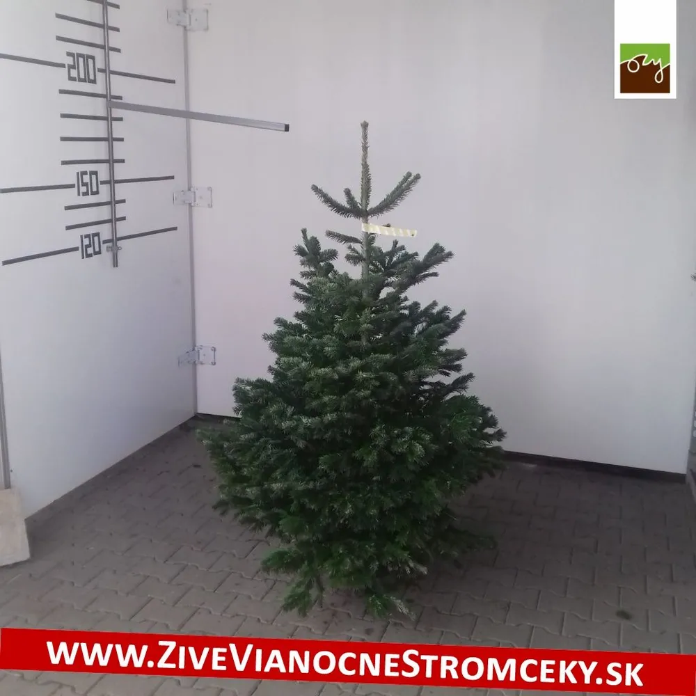 Živý vianočný stromček - Normandská Jedľa B-Kategórie výška 150 - 175cm