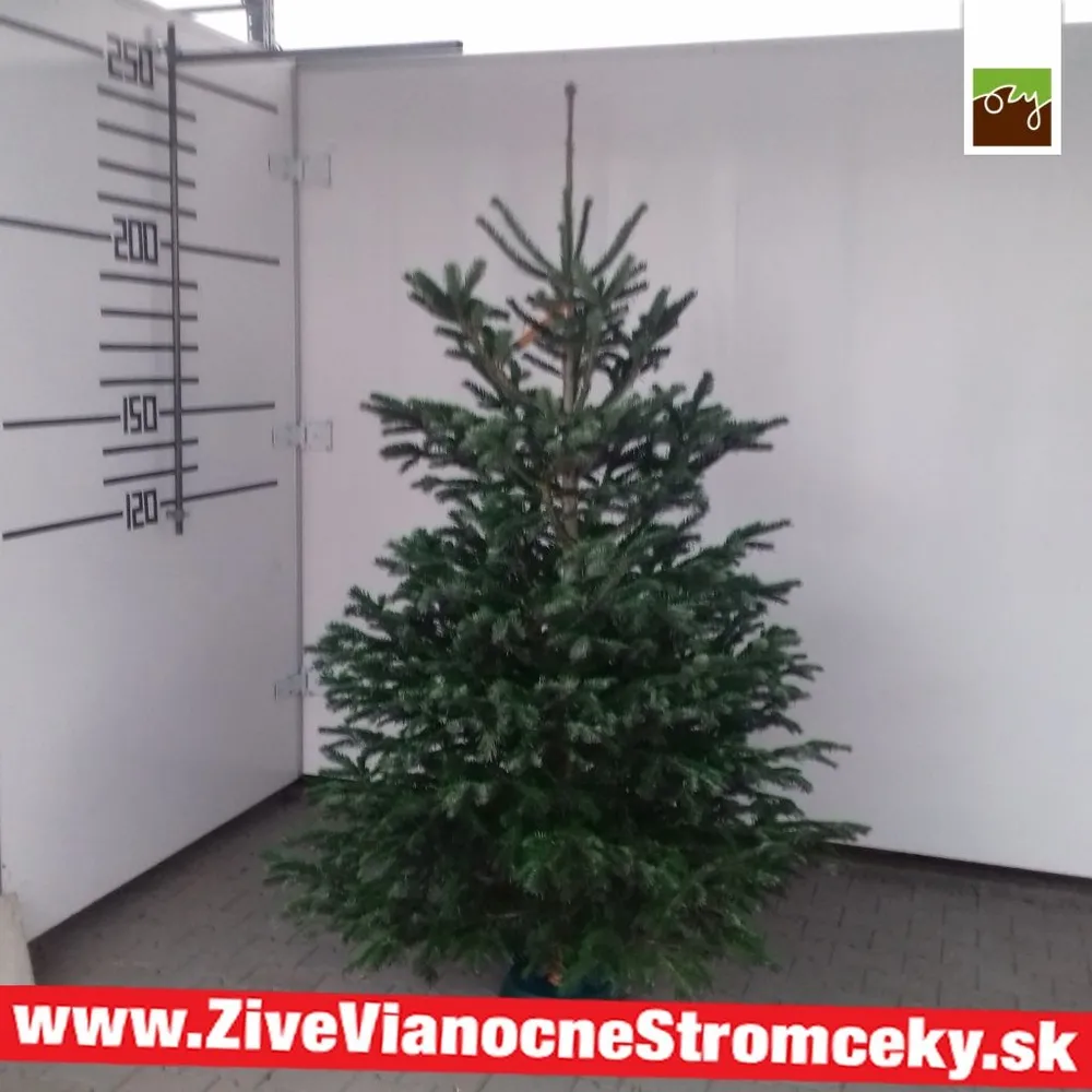 Živý vianočný stromček - Normandská Jedľa B-Kategórie výška 225 - 250cm