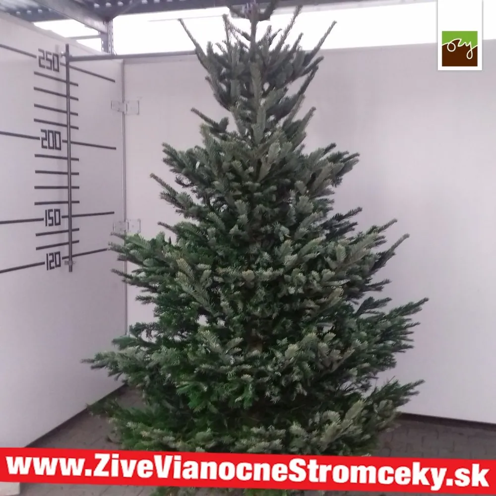 Živý vianočný stromček - Normandská Jedľa B-Kategórie výška 250 - 275cm